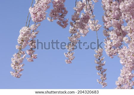 An Image of Weeping Cherry Tree
