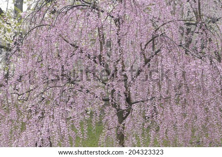 An Image of Red Cherry Tree