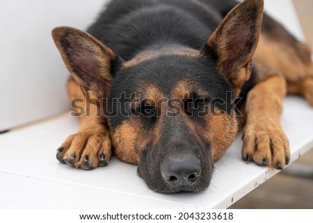 german shepherd lying on a bench