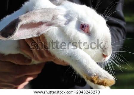 White rabbit's head and front legs (rabbit held in arms)