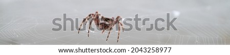 Spider closeup over the spiderweb against white background