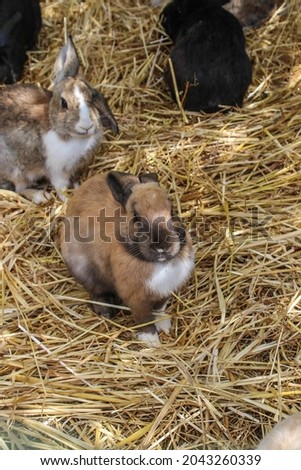 some little rabbits in a green grass enclosure