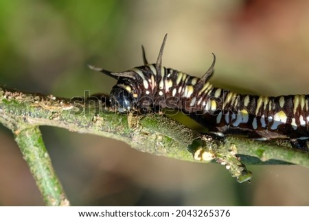 Close view of selective focus of caterpillar walking on branches