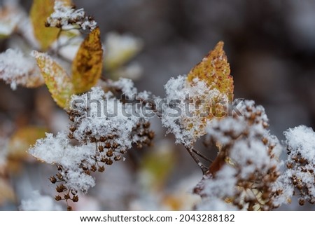 The first snow on the plants in the garden. Autumn weather. Snowflakes on green plant leaves. The change of seasons and cooling down in heat. Royalty-Free Stock Photo #2043288182