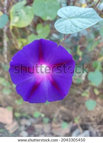 purple spring flower that curls