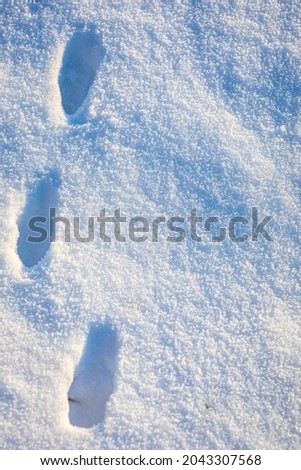 Animal footprints in snow, cold winter hunting concept.
