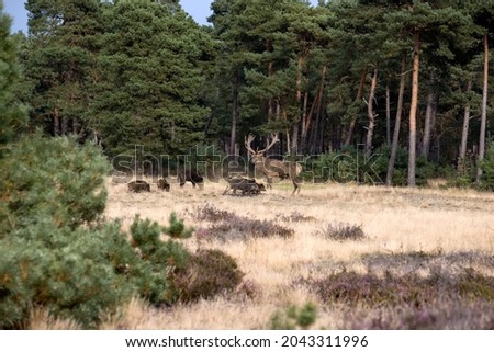 Red deer in rut in De Hoge Veluwe National Park, the Netherlands

 Royalty-Free Stock Photo #2043311996