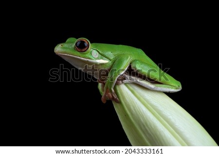 White-lipped tree frog (Litoria infrafrenata)  on lily flower, white-lipped tree frog (Litoria infrafrenata)  closeup