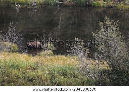 A mama and baby Moose by the river in Yellowstone National Park