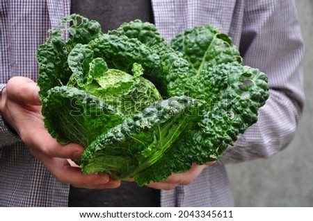 Savoy cabbage. Man holds savoy cabbage. A man with a cabbage in his hands. Farmer. Organic Farmed Cabbage.  Royalty-Free Stock Photo #2043345611