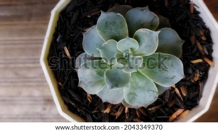 The beauty of Echeveria Elegant Succulent at mini white pot from the top view, fit for background, template, education book, science, etc.
