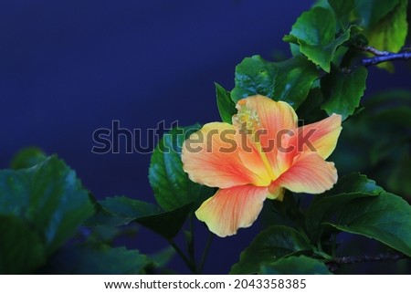Yellow red orange color hibiscus flower with leaves on blue background