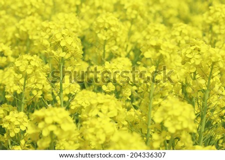 An Image of Mustard Flower