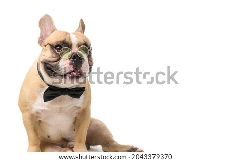 cute french bulldog wear glasses with black bow tie and look at camera isolated on white background, pet and animal concept