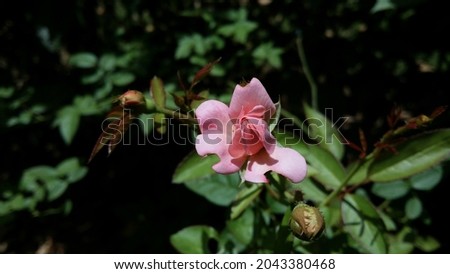 Beautiful Rose Flower in the garden 