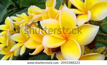 close-up photo of yellow frangipani flowers in the garden