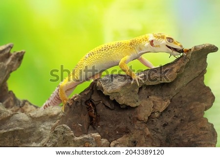 A leopard gecko is eating a cicada on a dry log. Reptiles with attractive colors have the scientific name Eublepharis macularius. Royalty-Free Stock Photo #2043389120