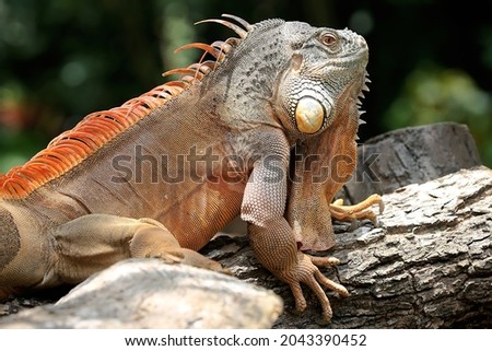 A red iguana (Iguana iguana) is sunbathing on weathered wood.