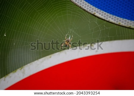 a close up of a cross spider sitting in the middle of a spider web