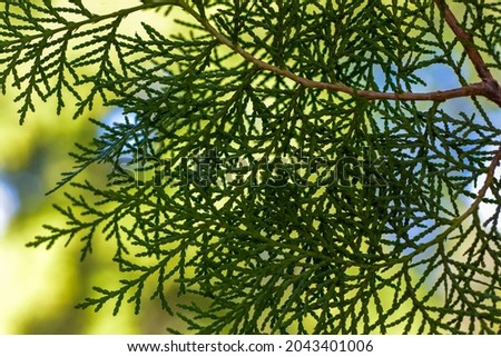 An openwork branch of thuja in park on sunny day. Beautiful natural green background. Close-up. Selective focus.