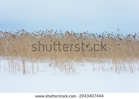 Dry plant reeds on on covered snow lake, against blue sky, natural winter background. Environment, solace in nature, digital decor. Natural design and tones.