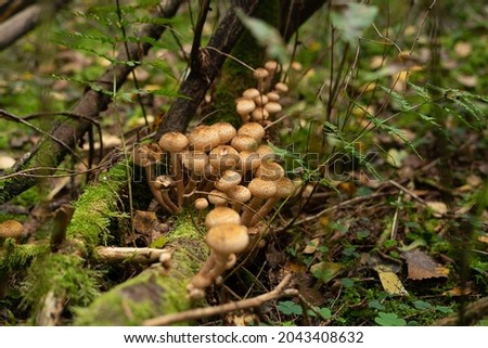 Mushrooms in the forest. Honey mushrooms