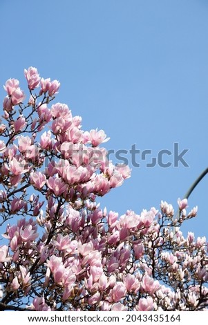 Stunning pink magnolia tree on a blue clear sky