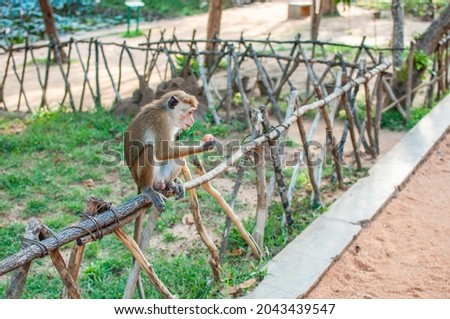 sigiriya park with wild monkeys