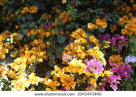 closeup picture of beautiful colorful blooming flowers