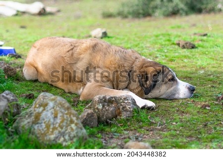 Spanish mastiff lying on the forest grass