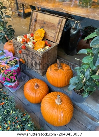 organic pumpkins and flowers in a wicker basket in an old chest with wonderfully different compositions Macro Detail shot Conceptual photo shoot for special Halloween buying now.
