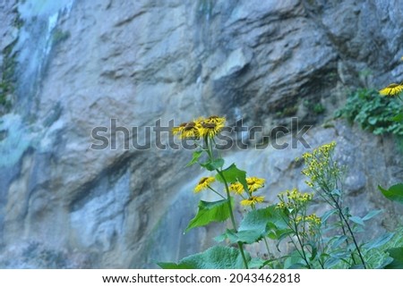 Wild sunflower beneath the waterfall