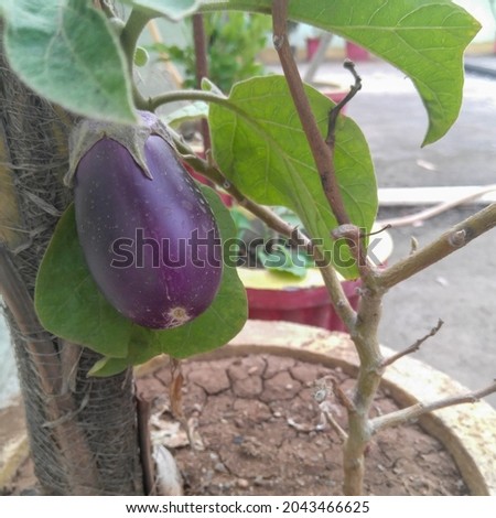 Eggplant growing on a tree in a garden, vegetables farming, fresh vegetable photography, gardening background