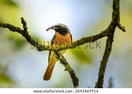 Common redstart with an earwig as prey