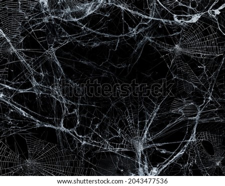 Spiderweb On Black Darkness - Halloween Background - Real Cobweb Royalty-Free Stock Photo #2043477536