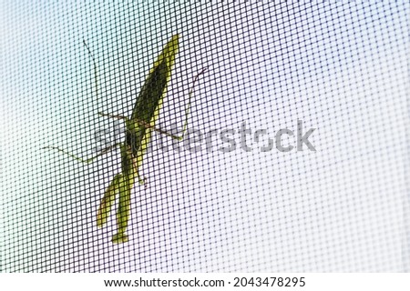 A mantis sits on a mosquito net on the window
