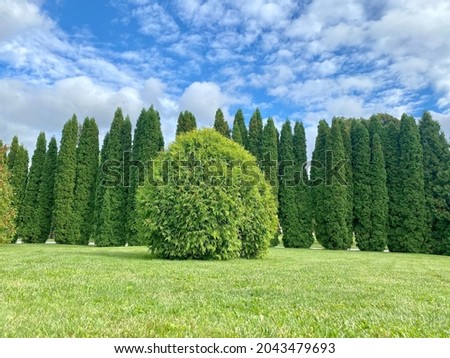 Green grass lawn with Thuja occidentalis American Pillar shrub. American Pillar Arborvitae evergreen bushes with bright green feathery dense foliage. Idyllic natural landscape in summer park. Royalty-Free Stock Photo #2043479693
