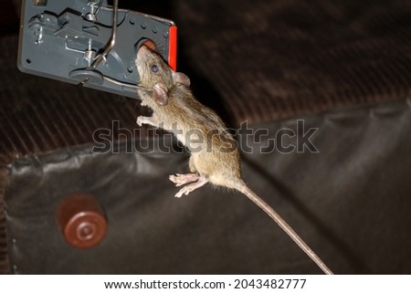 A dead rat caught in a snap trap.