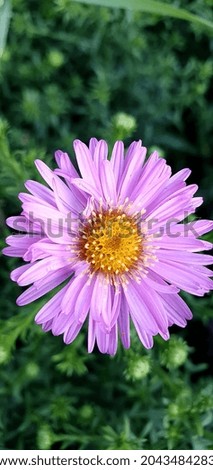 Beautiful pink flower. Flower background. Delicate petals. Aster flower close up. 