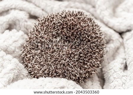 Gray African pygmy hedgehog sleeps on a white blanket curled up in a ball, close up