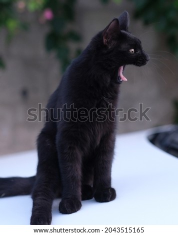 black cat yawns with mouth open