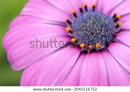 Macro of the center of a pink African Daisy