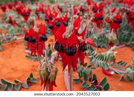 Sturt Desert Pea flowers, Swainsona formosa, in bloom in outback red centre, Central Australia. Royalty-Free Stock Photo #2043527003
