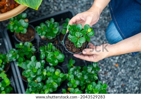 Portrait of Asian man gardener holding and caring potted plants in greenhouse garden. Male plant shop owner working with houseplants in store. Small business entrepreneur and plant caring concept