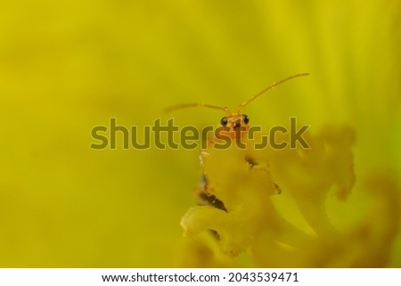 Beetles on luffa flower macro picture sharpness 