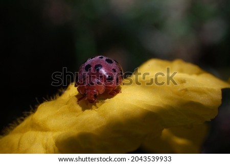 Ladybug on yellow luffa flower macro picture sharpness 