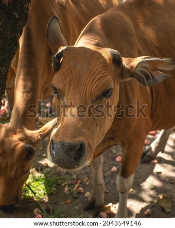 A picture of local southern yellow cattle under the harsh light and shadow staring at camera.