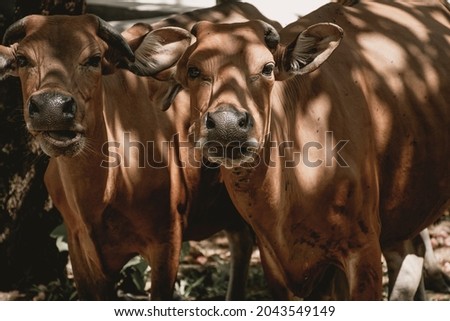 A picture of local southern yellow cattle under the harsh light and shadow staring at camera.
