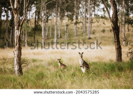 Two kangaroos in the bush