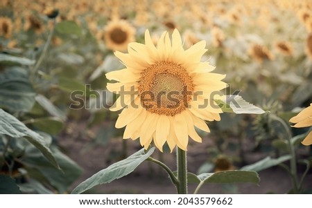 Agricultural field with yellow sunflowers. Pastel colors. Gold sunset.